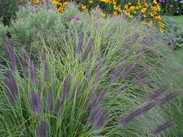 Rozplenica japońska MOUDRY - sadzonki w doniczkach