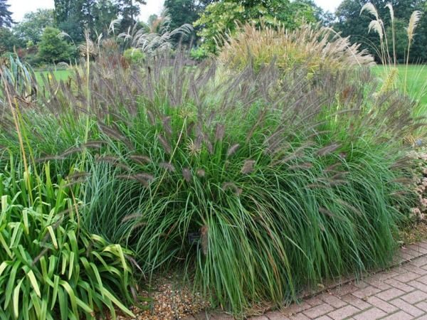 Rozplenica japońska MOUDRY - sadzonki w doniczkach