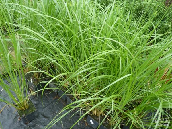 Rozplenica japońska MOUDRY - sadzonki w doniczkach