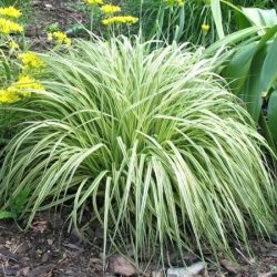 T013-trzeslica-modra-variegata-1