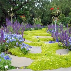 Karmnik ościsty AUREA - sadzonki