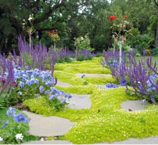 Karmnik ościsty AUREA - sadzonki