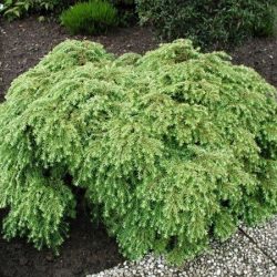 Choina kanadyjska JEDDELOH - sadzonki