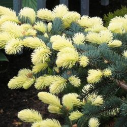 Świerk kłujący BIAŁOBOK - sadzonki