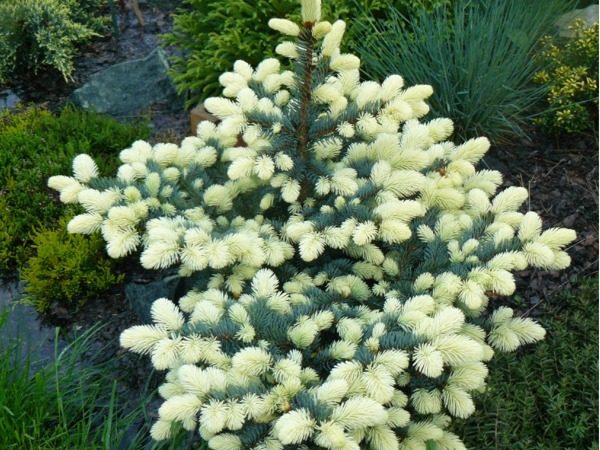 Świerk kłujący BIAŁOBOK - sadzonki