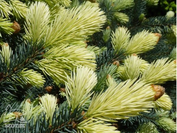 Świerk kłujący BIAŁOBOK - sadzonki