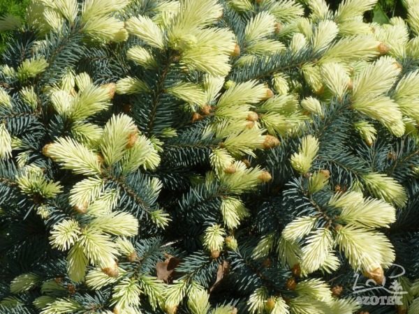 Świerk kłujący BIAŁOBOK - sadzonki