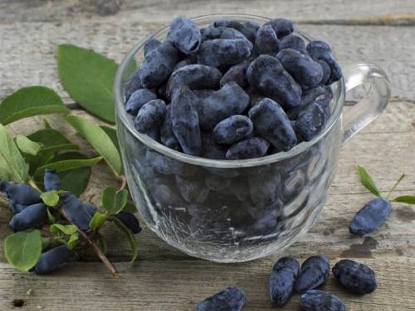 L039-jagoda-kamczacka-czelabinka-6 Jagoda kamczacka Czelabinka