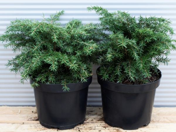 Choina kanadyjska JEDDELOH - sadzonki w doniczkach C3