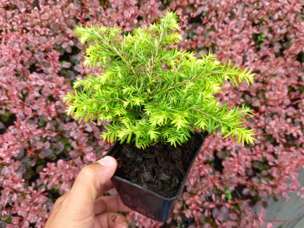 Choina kanadyjska JEDDELOH - sadzonki w doniczkach P9