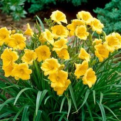 Liliowiec STELLA D'ORO - sadzonki w doniczkach