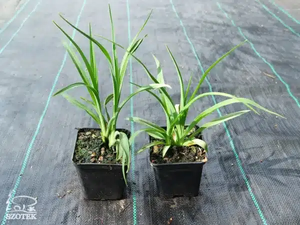 Liliowiec STELLA DE ORO - sadzonki w doniczkach P9