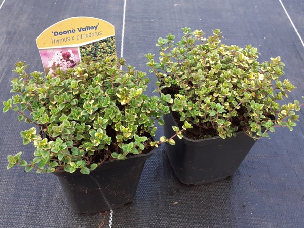 Macierzanka cytrynowa DOONE VALLEY - sadzonki w doniczkach P9