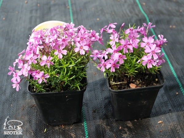 Floks szydlasty PURPLE BEAUTY - sadzonki P9