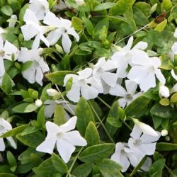 Barwinek mniejszy ALBA