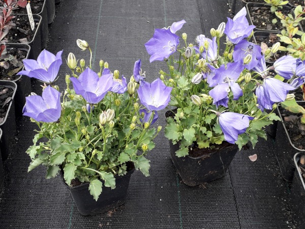 Dzwonek karpacki CLIPS BLUE - sadzonki P9