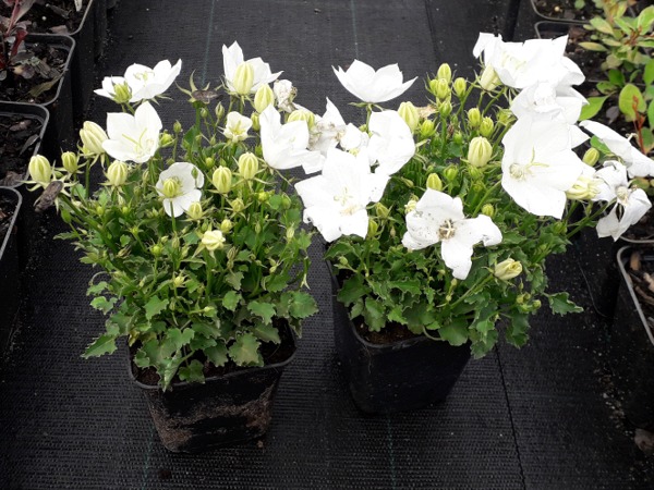 Dzwonek karpacki CLIPS WHITE - sadzonki P9