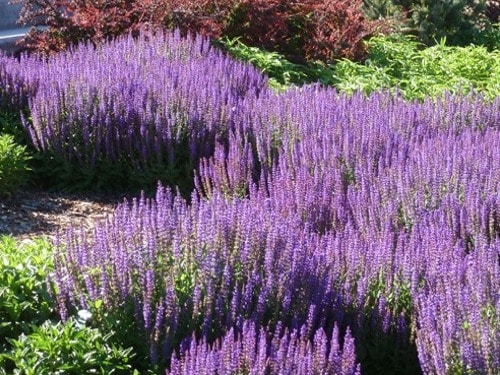 B029m Szałwia omszona MAINACHT - obrazek 1