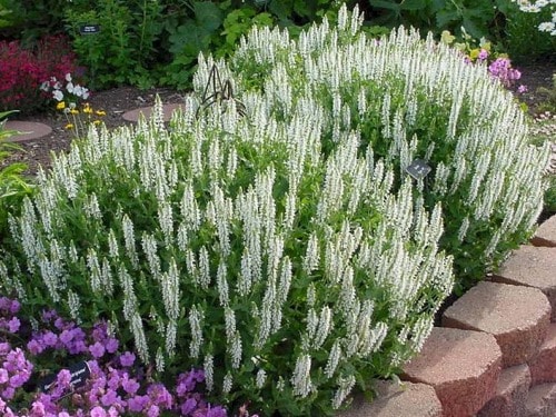 B030m Szałwia omszona ADRIAN - obrazek 1