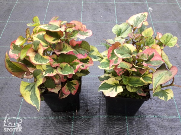 Pstrolistka sercowata CHAMELEON