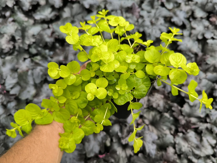 Tojeść rozesłana AUREA - sadzonki w doniczkach P11