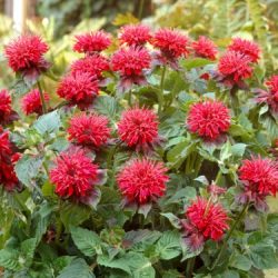 Pysznogłówka dwoista FIREBALL