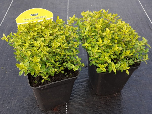 Macierzanka cytrynowa ARCHER'S GOLD - sadzonki w doniczkach P9