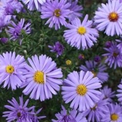 Aster krzaczasty