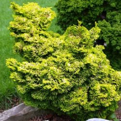 Cyprysik japoński AURORA