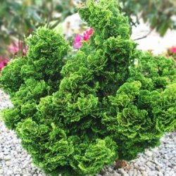 Cyprysik japoński NANA GRACILIS