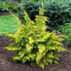 Cyprysik japoński TETRAGONA AUREA