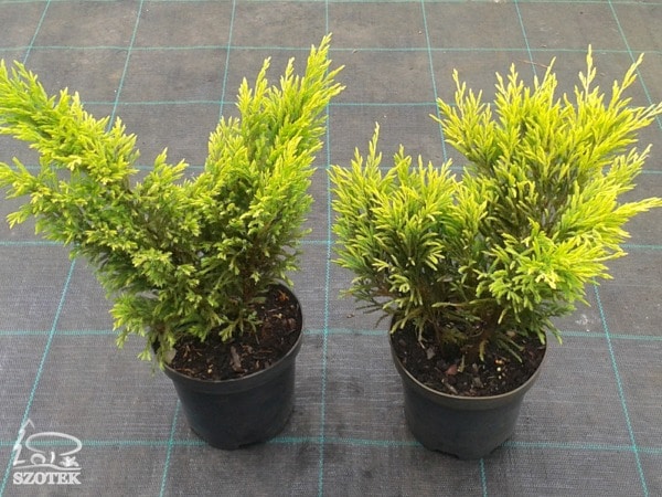 jalowiec-plozacy-limeglow-sadzonki-c2 Jałowiec płożący LIMEGLOW - sadzonki C2