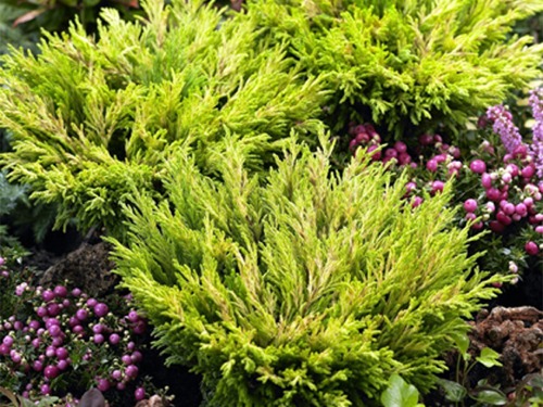 I010m Jałowiec płożący LIMEGLOW - obrazek 1