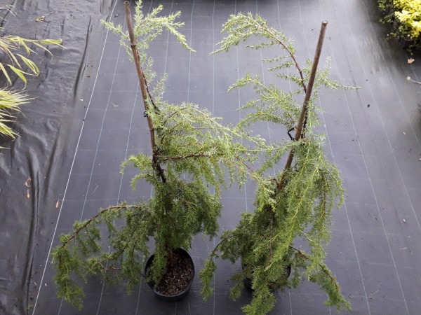 Jałowiec pospolity HORSTMANN - sadzonki w doniczkach C3