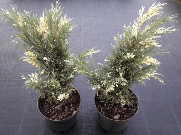 I016C30-jalowiec-sabinski-variegata-sadzonki Jałowiec sabiński VARIEGATA - sadzonki w doniczkach C3