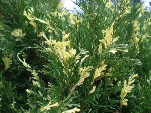 I016m Jałowiec sabiński VARIEGATA - obrazek 1