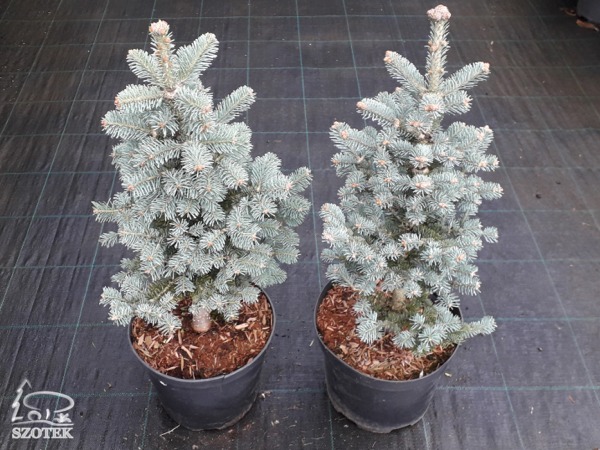 jodła górska arizonica compacta