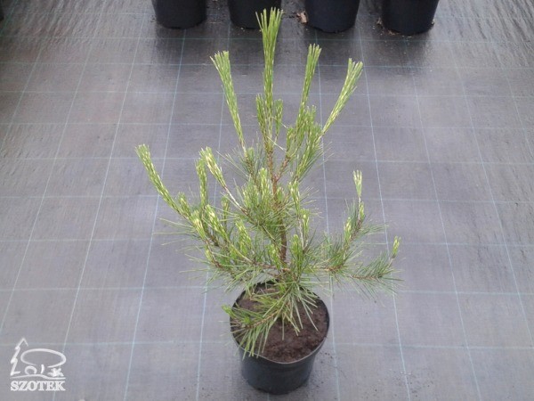 Sosna gęstokwiatowa OCULUS DRACONIS - sadzonki C5