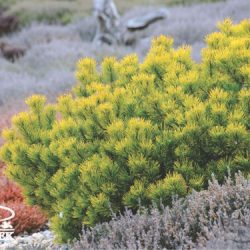 Sosna górska CARSTEN'S WINTER GOLD