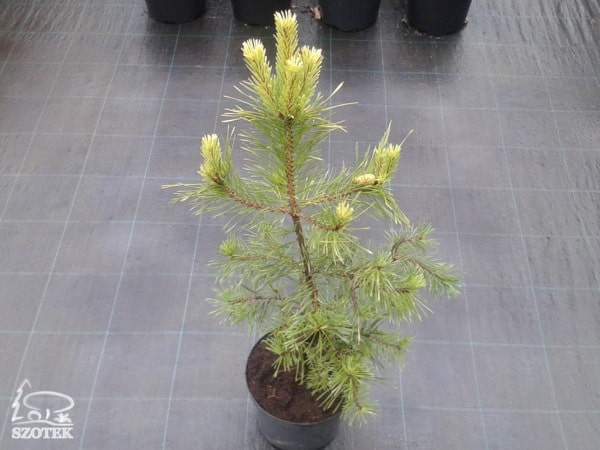 Sosna pospolita AUREA - sadzonki C5