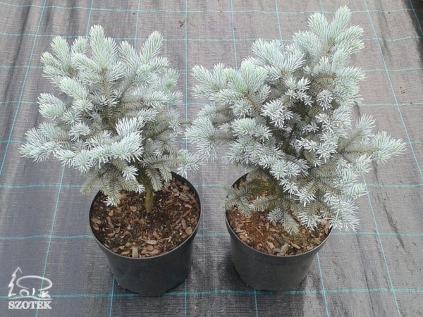 Świerk kłujący GLAUCA GLOBOSA - sadzonki C5