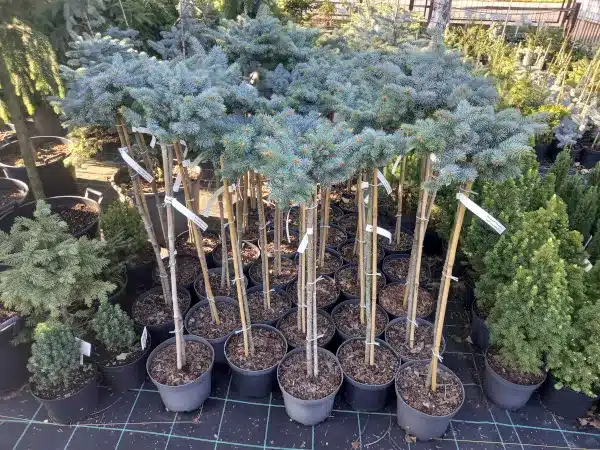 Świerk kłujący GLAUCA GLOBOSA na pniu PA 70+