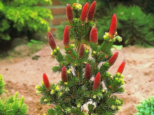 I039m Świerk kłujący LUCKY STRIKE - obrazek 1