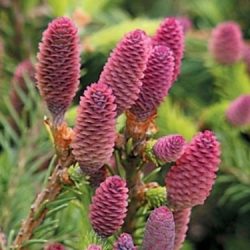 Świerk pospolity ACROCONA