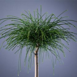 Żywotnik olbrzymi WHIPCORD (na pniu) - sadzonki