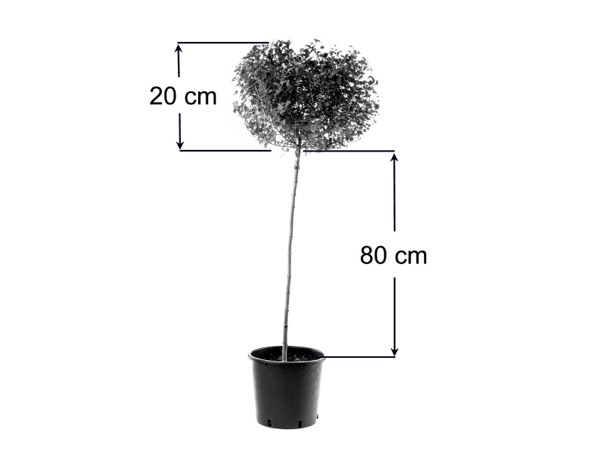 Żywotnik olbrzymi WHIPCORD (na pniu) - sadzonki C3