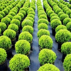 Żywotnik zachodni DANICA