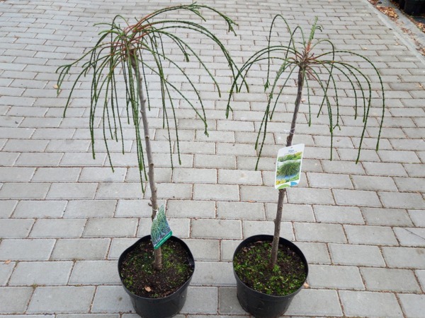 Żywotnik olbrzymi tuja WHIPCORD na pniu