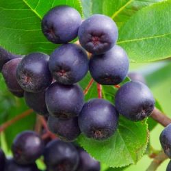 L001-aronia-czarnoowocowa