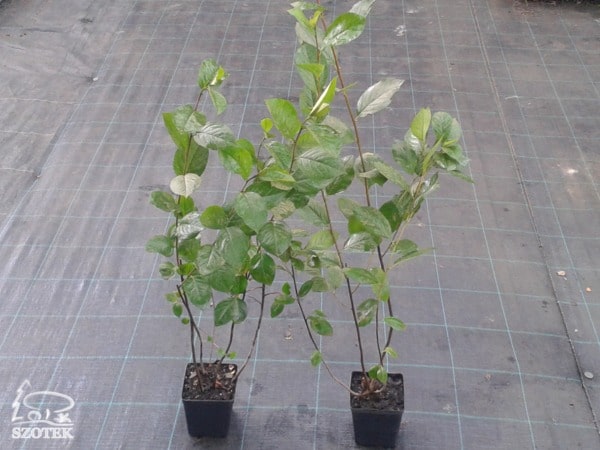 aronia-czarnoowocowa-sadzonki-P11 Aronia czarnoowocowa - sadzonki P11